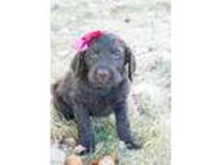 Labradoodle Puppy for sale in Grand Junction, CO, USA