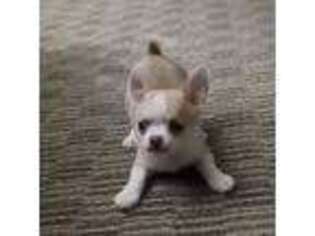 Chihuahua Puppy for sale in Joppa, MD, USA