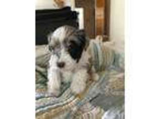 Mutt Puppy for sale in Palos Heights, IL, USA