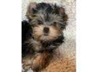 Yorkshire Terrier Puppy for sale in Brentwood, CA, USA