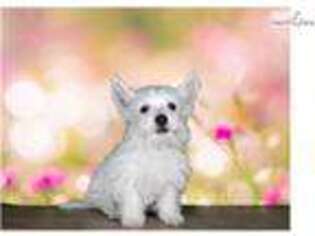 West Highland White Terrier Puppy for sale in Saint George, UT, USA
