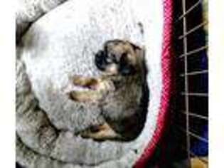 Brussels Griffon Puppy for sale in Dublin, GA, USA