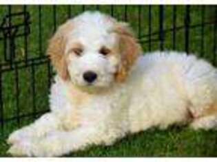 Goldendoodle Puppy for sale in Bancroft, MI, USA
