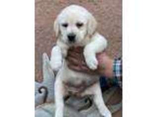 Labrador Retriever Puppy for sale in Stockton, CA, USA