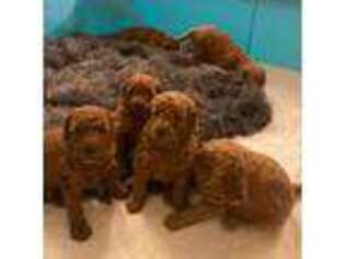 Goldendoodle Puppy for sale in Belews Creek, NC, USA