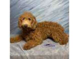 Goldendoodle Puppy for sale in Schriever, LA, USA