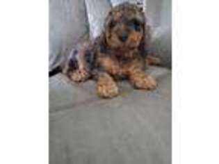 Goldendoodle Puppy for sale in Marstons Mills, MA, USA