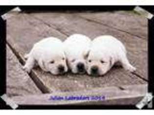Labrador Retriever Puppy for sale in NEW LONDON, OH, USA