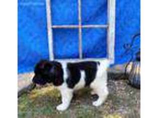 Akita Puppy for sale in Florence, AL, USA