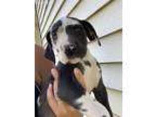 Great Dane Puppy for sale in Decatur, IN, USA