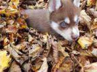 Siberian Husky Puppy for sale in Gurnee, IL, USA