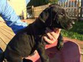 Great Dane Puppy for sale in Hastings, MI, USA