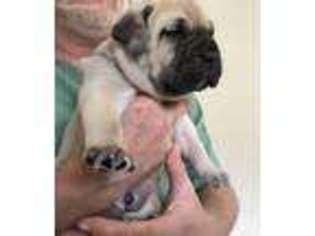 Bullmastiff Puppy for sale in Laurens, SC, USA