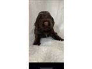 Portuguese Water Dog Puppy for sale in Dracut, MA, USA