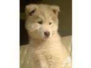 Siberian Husky Puppy for sale in FULSHEAR, TX, USA