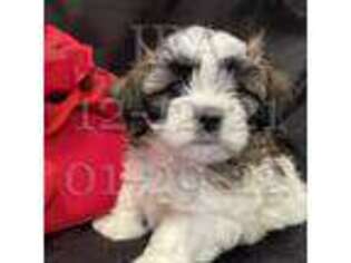 Mutt Puppy for sale in Romney, WV, USA