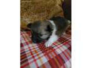 Pomeranian Puppy for sale in Stigler, OK, USA