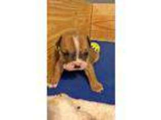 Olde English Bulldogge Puppy for sale in Aiken, SC, USA
