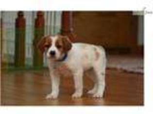 Brittany Puppy for sale in Sioux City, IA, USA