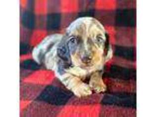 Dachshund Puppy for sale in Kansas City, MO, USA