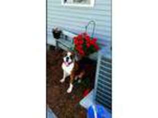 Boxer Puppy for sale in Cannelburg, IN, USA