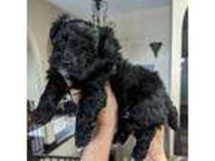 Maltese Puppy for sale in Eagle Rock, MO, USA