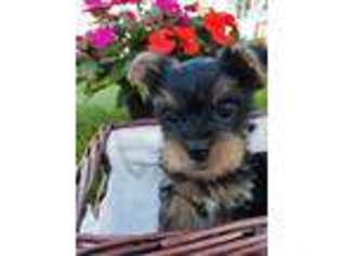 Yorkshire Terrier Puppy for sale in Janesville, WI, USA