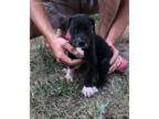 Great Dane Puppy for sale in Bolckow, MO, USA