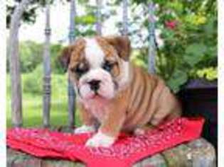 Bulldog Puppy for sale in Newport, PA, USA