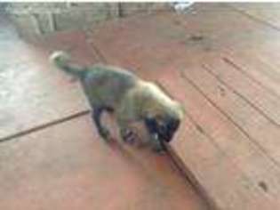 Anatolian Shepherd Puppy for sale in Garwood, TX, USA