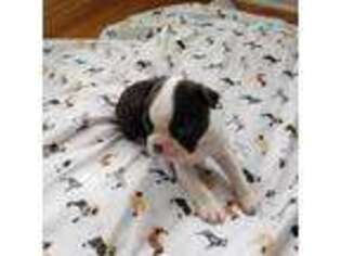 Boston Terrier Puppy for sale in Mooresville, NC, USA