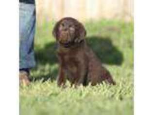 Labrador Retriever Puppy for sale in Aubrey, TX, USA