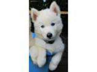 Siberian Husky Puppy for sale in Denver, NC, USA