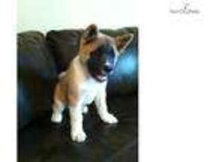 Akita Puppy for sale in Fort Collins, CO, USA