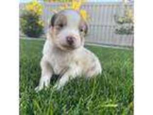 Australian Shepherd Puppy for sale in Boise, ID, USA