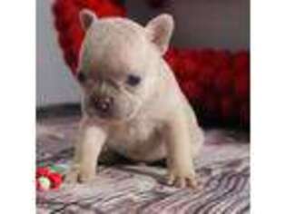French Bulldog Puppy for sale in Sturgis, MI, USA