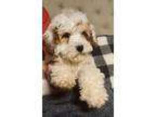 Cavapoo Puppy for sale in Pine Mountain, GA, USA