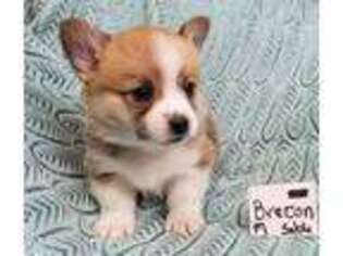 Pembroke Welsh Corgi Puppy for sale in Temecula, CA, USA