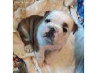 Bulldog Puppy for sale in Maywood, MO, USA