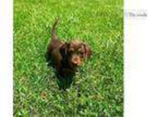 Dachshund Puppy for sale in Joplin, MO, USA