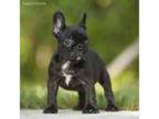 French Bulldog Puppy for sale in Fort Pierce, FL, USA