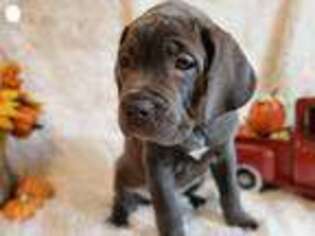 Medium Photo #1 Cane Corso Puppy For Sale in Damascus, MD, USA