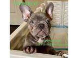French Bulldog Puppy for sale in Shreveport, LA, USA