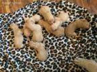 Goldendoodle Puppy for sale in Rush Springs, OK, USA