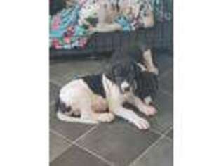 Great Dane Puppy for sale in Oakley, CA, USA