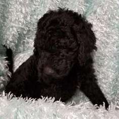 Goldendoodle Puppy for sale in Elverta, CA, USA