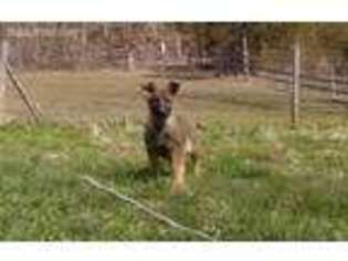 German Shepherd Dog Puppy for sale in Somerset, KY, USA