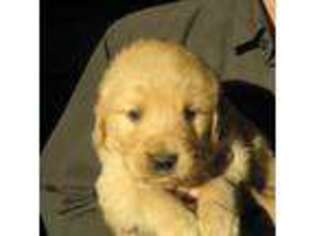 Golden Retriever Puppy for sale in Binghamton, NY, USA