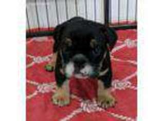 Miniature Bulldog Puppy for sale in Belle Center, OH, USA