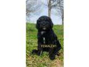 Mutt Puppy for sale in Dongola, IL, USA